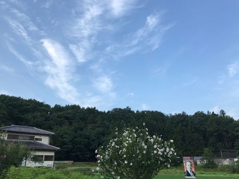 空はずいぶん青くなってきました