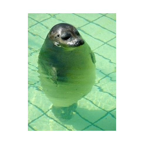 和む画像を早急に貼ってくれ ふるおーぷん 和む画像を早急に貼ってくれ ふるおーぷん