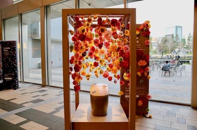 ����ץ���