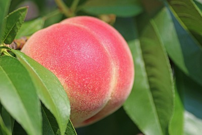 peach-2721852_1920