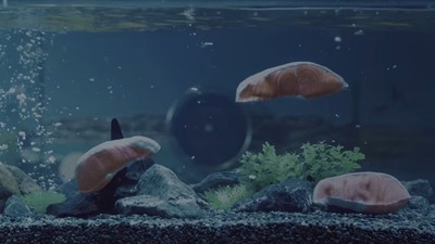 シャケ