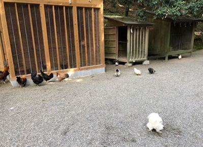 ����ץ���