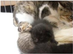 義足の猫・育生なるみ