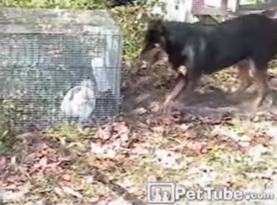 動物動画 檻からウサギを出してあげる犬 Nicheee ニッチー テレビリサーチ会社がお届けする情報サイト 動物動画 檻からウサギを出してあげる犬 Nicheee ニッチー テレビリサーチ会社がお届けする情報サイト