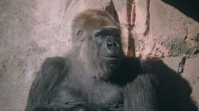 ����ץ���