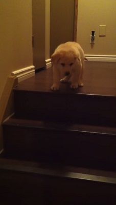 階段犬