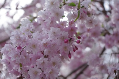 cherry-blossoms-4780211_1920