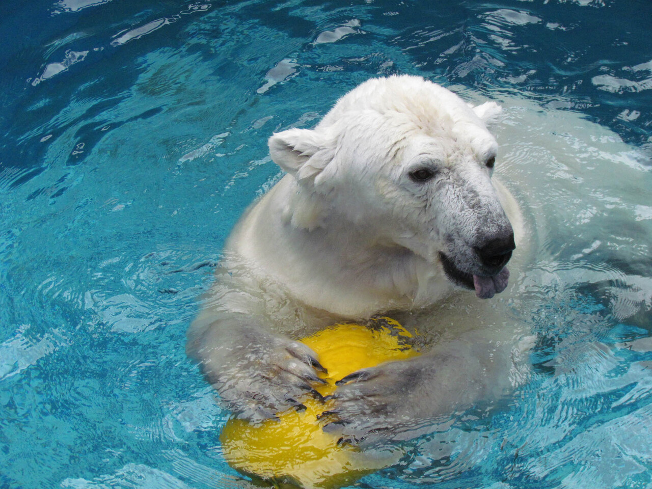 えひめ 最新レポ 飼育員気分に 360度 動物園 バーチャル体験アプリ Nicheee ニッチー テレビリサーチ会社がお届けする情報サイト