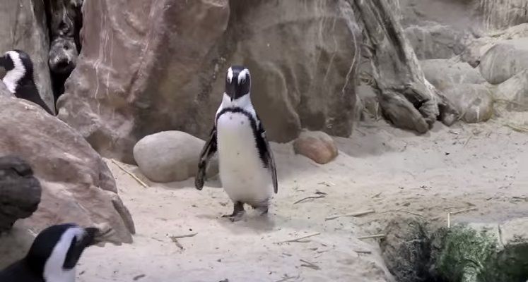 動物動画 悪ペンギン Nicheee ニッチー テレビリサーチ会社がお届けする情報サイト