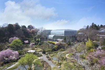 牧野植物園春の50周年記念庭園