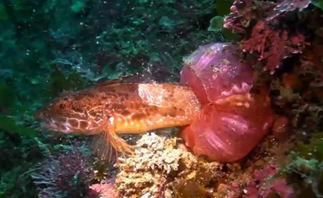 エイリアンの如く 取り込む イソギンチャクの捕食 一つの生命が最期を迎える瞬間 Nicheee ニッチー テレビリサーチ会社がお届けする情報サイト