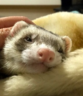 b09a3a4c189e200d3b09e1dfa372033c_s