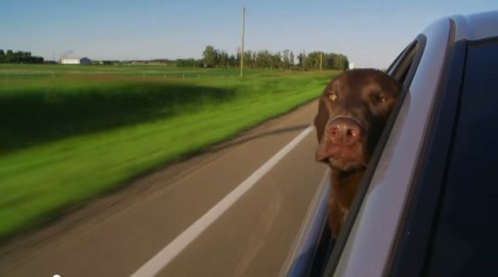 動物動画 変顔犬 Nicheee ニッチー テレビリサーチ会社がお届けする情報サイト