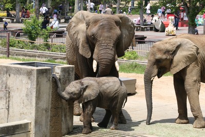 手前:砥愛・右:媛姉さん・奥リカ母さん