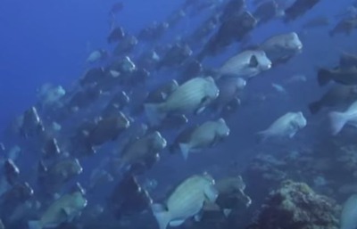 ������֥�����