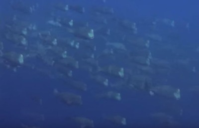 ������֥�����