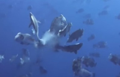 ������֥�����