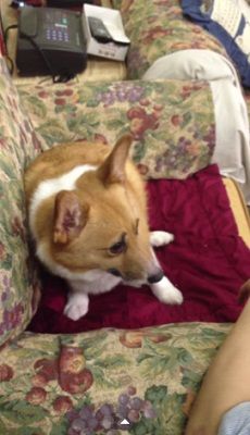 動物動画 薬を飲むのを嫌がる犬 ガジェット通信 Getnews