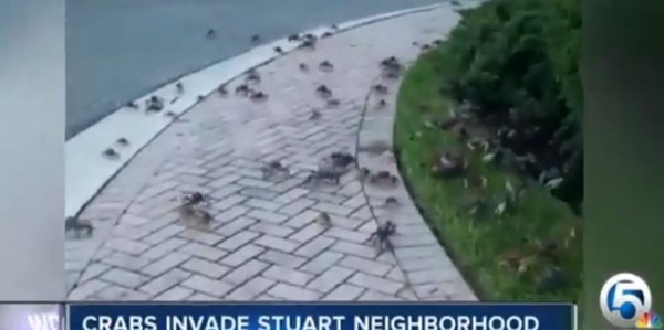 Φ�����緲��