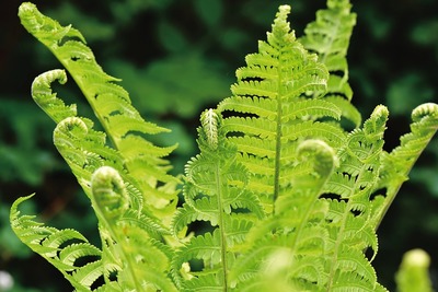 fern-3964105_960_720