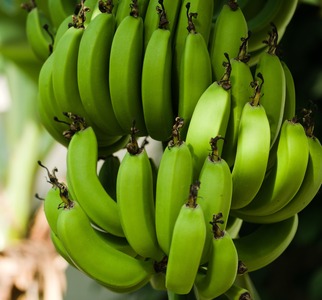 ¥Ð¥Ê¥Ê¡Ê¥×¥ì¥¼¥ó¥È²èÁü¡Ë