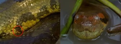 ���ʥ������