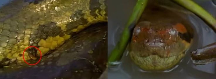1匹のメスに大勢のオスが絡み付く オオアナコンダの積極的過ぎる求愛行動 Nicheee ニッチー テレビリサーチ会社がお届けする情報サイト 1匹のメスに大勢のオスが絡み付く オオアナコンダの積極的過ぎる求愛行動 Nicheee ニッチー テレビリサーチ会社がお届けする情報サイト