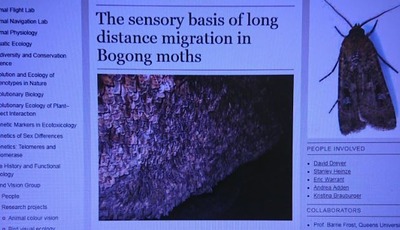 世界にはインスタ映えする蛾の大群がいるらしい その真相は ガジェット通信 Getnews