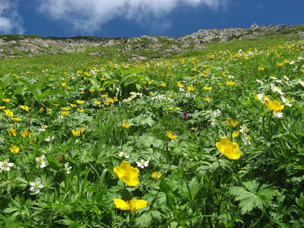 南アルプスにある 天空のお花畑 高山植物とライチョウも堪能 8月末まで Nicheee ニッチー テレビリサーチ会社がお届けする情報サイト 南アルプスにある 天空のお花畑 高山植物とライチョウも堪能 8月末まで Nicheee ニッチー テレビリサーチ会社がお届けする情報サイト