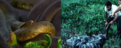 ���ʥ������