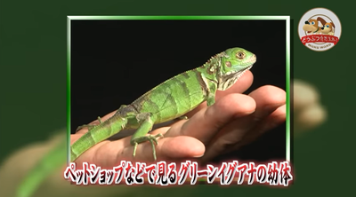 01どうぶつ奇想天外