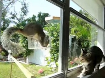 動物動画 襲われない事に気付いたリス ガジェット通信 Getnews