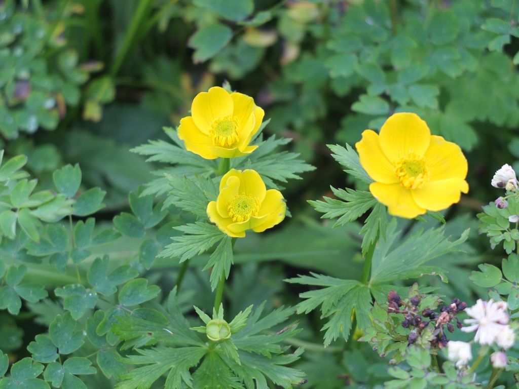 南アルプスにある 天空のお花畑 高山植物とライチョウも堪能 8月末まで Nicheee ニッチー テレビリサーチ会社がお届けする情報サイト