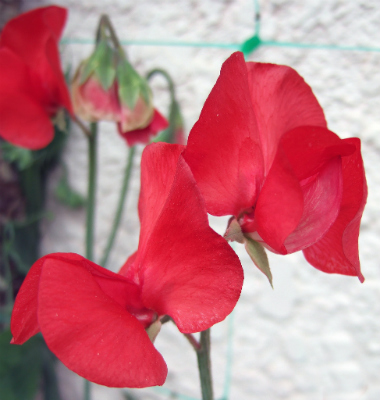 あの名曲の誕生秘話 松田聖子 赤いスイートピー Nicheee ニッチー テレビリサーチ会社がお届けする情報サイト