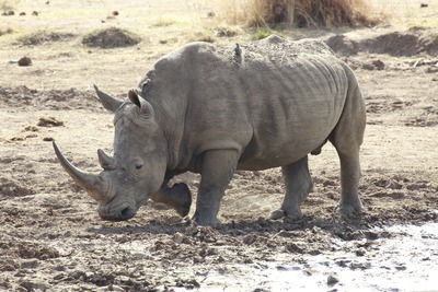 white-rhinoceros-250397_1920