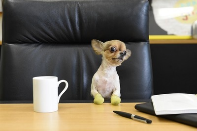 ���ˡ������ɥɥå���