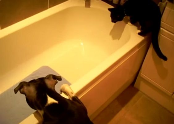 動物動画 猫をお風呂に突き落とす犬 Nicheee ニッチー テレビリサーチ会社がお届けする情報サイト 動物動画 猫をお風呂に突き落とす犬 Nicheee ニッチー テレビリサーチ会社がお届けする情報サイト