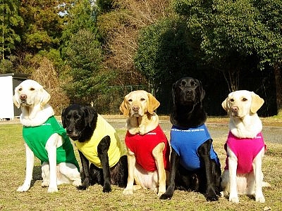 盲導犬戦隊 デモ犬ジャー が結成 Nicheee ニッチー テレビリサーチ会社がお届けする情報サイト