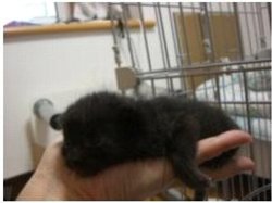 義足の猫・育生なるみ