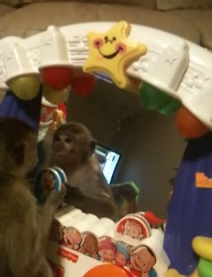 動物動画 鏡の中の自分と目が合った猿 ガジェット通信 Getnews