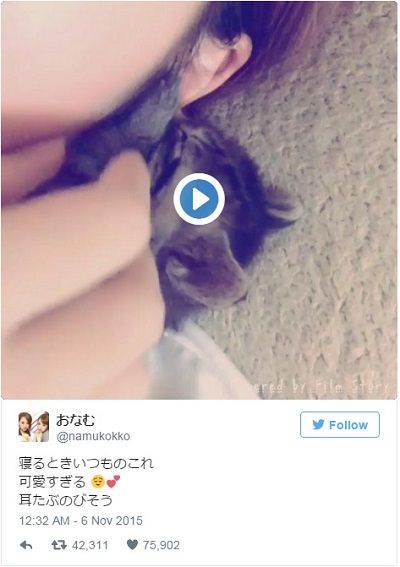 動物動画 耳たぶをハムハムする子猫が可愛すぎる ガジェット通信 Getnews 動物動画 耳たぶをハムハムする子猫が可愛すぎる ガジェット通信 Getnews