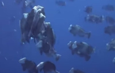 ������֥�����