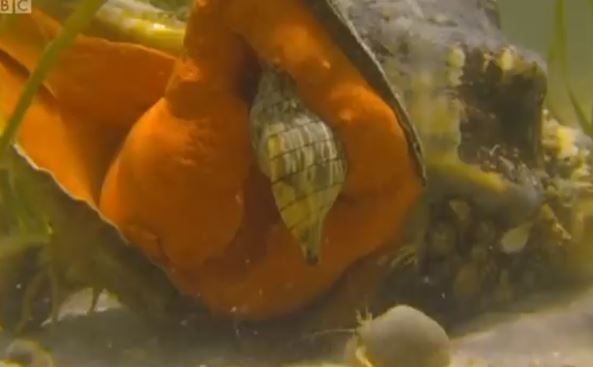 おぞましい姿で獲物を捕食 獰猛な貝 トリプロフズス ギガンテウス Nicheee ニッチー テレビリサーチ会社がお届けする情報サイト おぞましい姿で獲物を捕食 獰猛な貝 トリプロフズス ギガンテウス Nicheee ニッチー テレビリサーチ会社がお届けする情報サイト