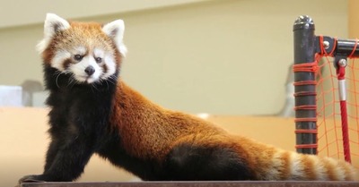 �Ų���Ω����ʿưʪ��Υ�å����ѥ��