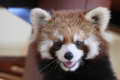 lesserpanda-photo1