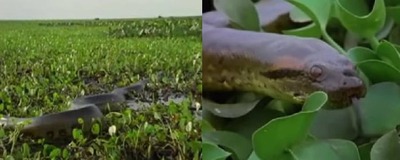 ���ʥ������