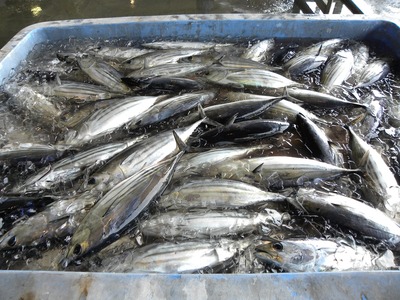 �Ӥ�Ӥ���Ȥ�