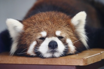 ぜいたくかわいい レッサーパンダ 可愛い 最高の動物画像 ぜいたくかわいい レッサーパンダ 可愛い 最高の動物画像