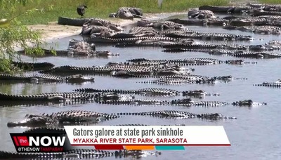 alligators