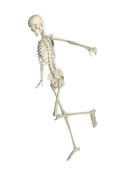 skeleton-1654866_1920